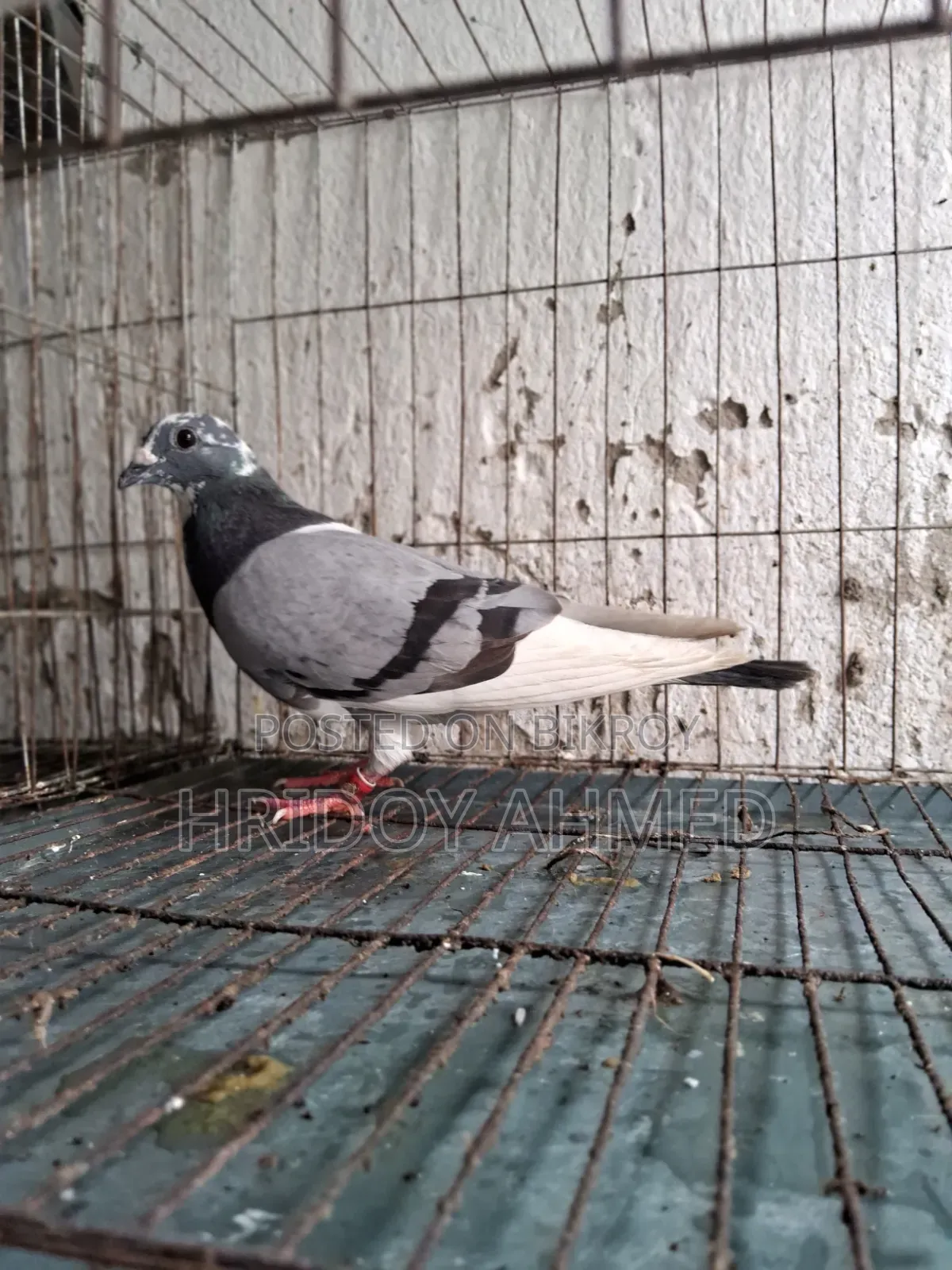Pigeon Sale