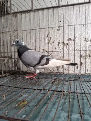 Pigeon Sale