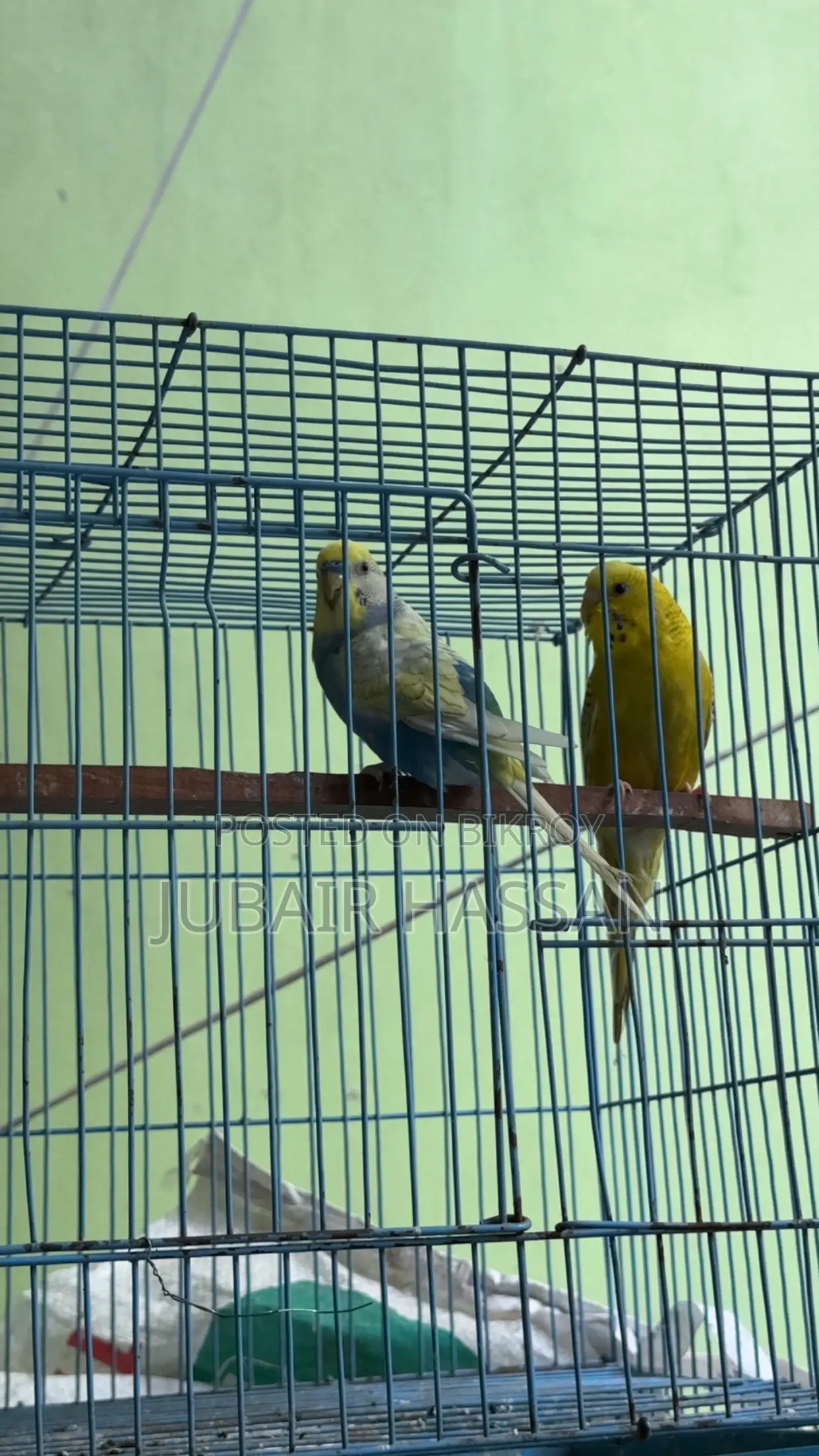 Budgerigar Bird
