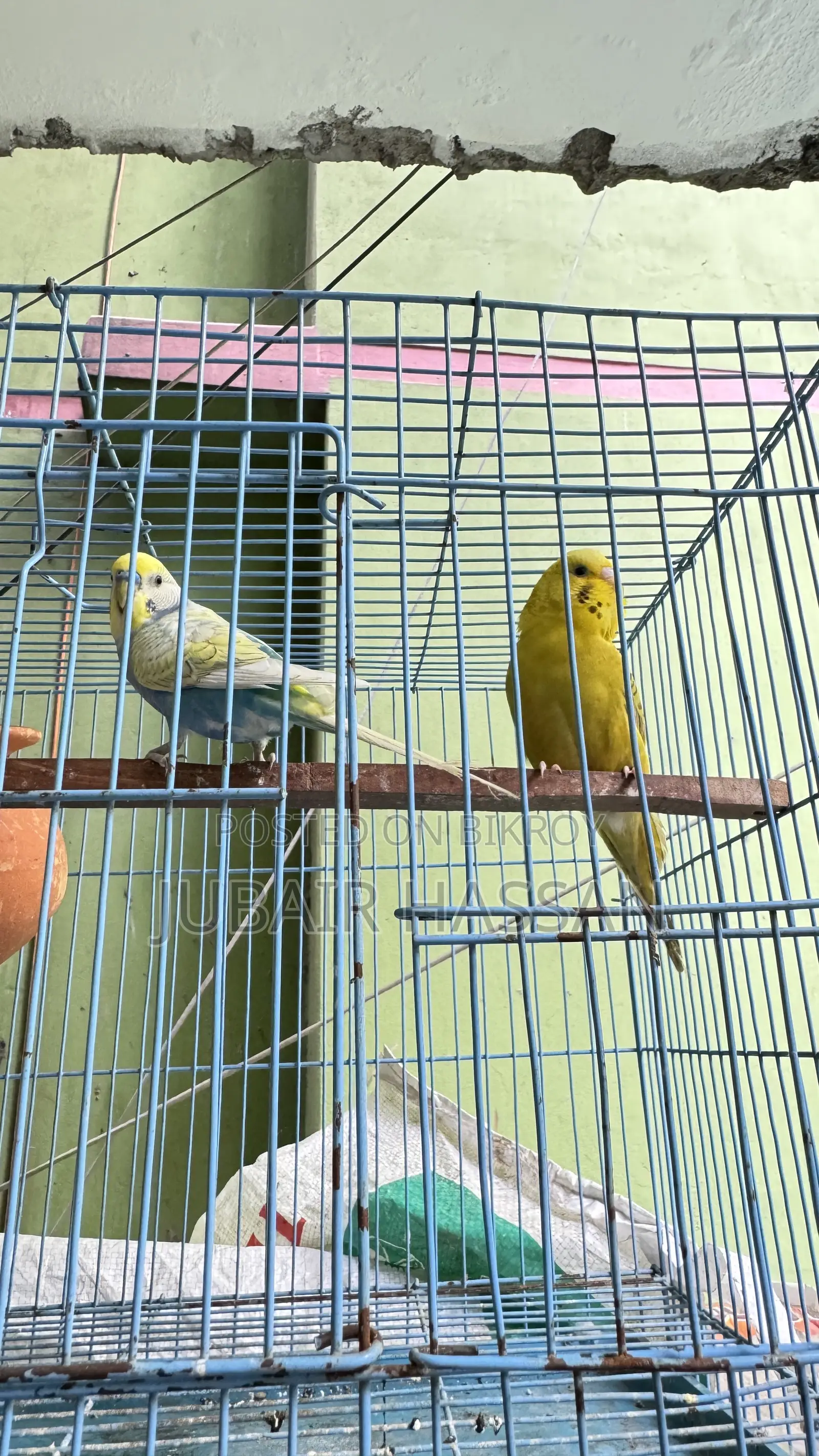 Budgerigar Bird