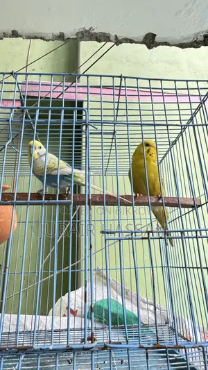 Budgerigar Bird