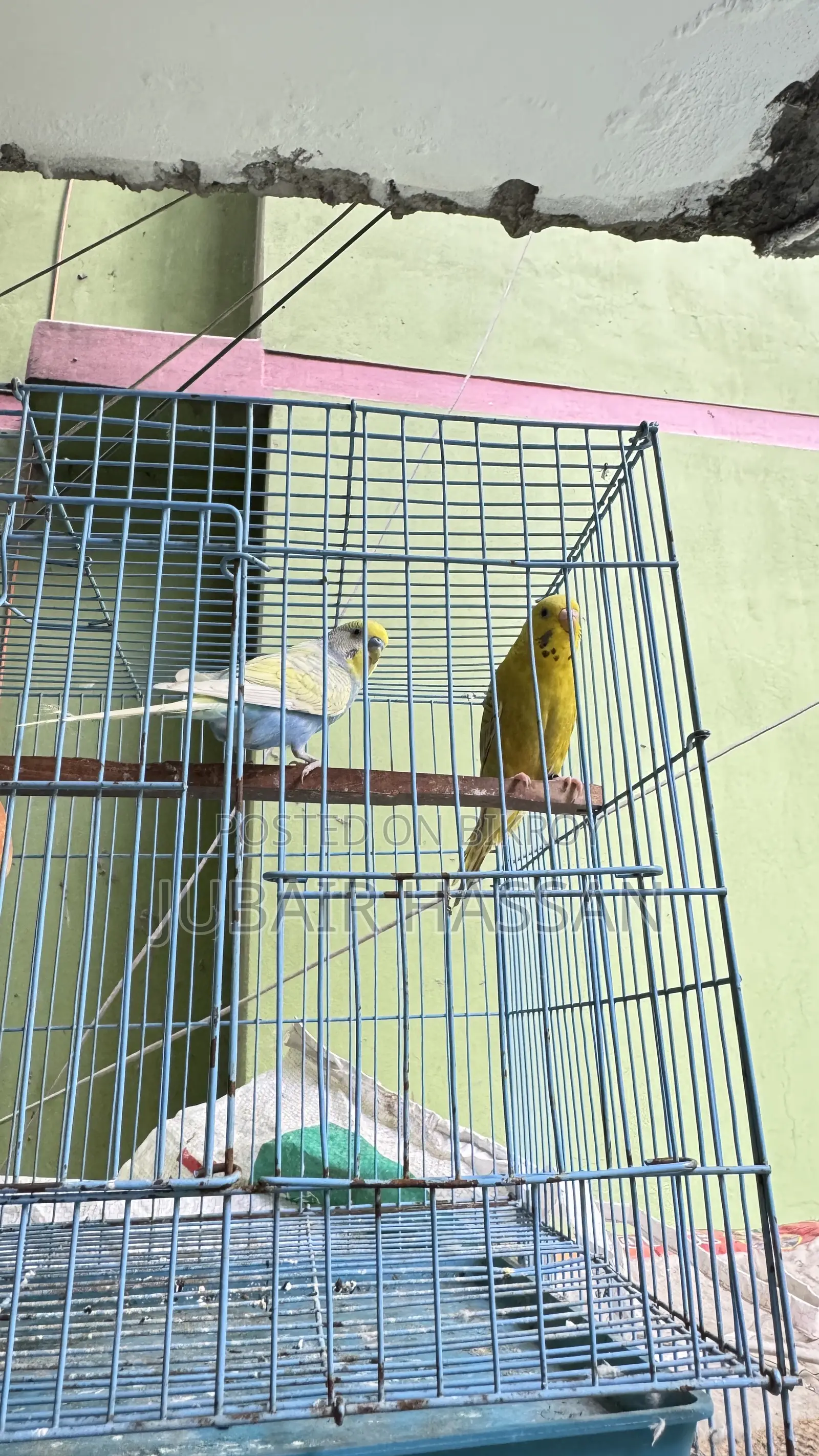 Budgerigar Bird