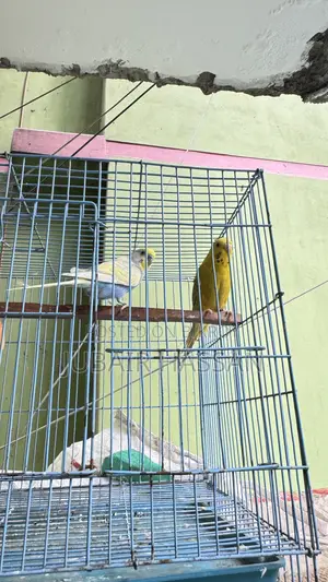 Budgerigar Bird