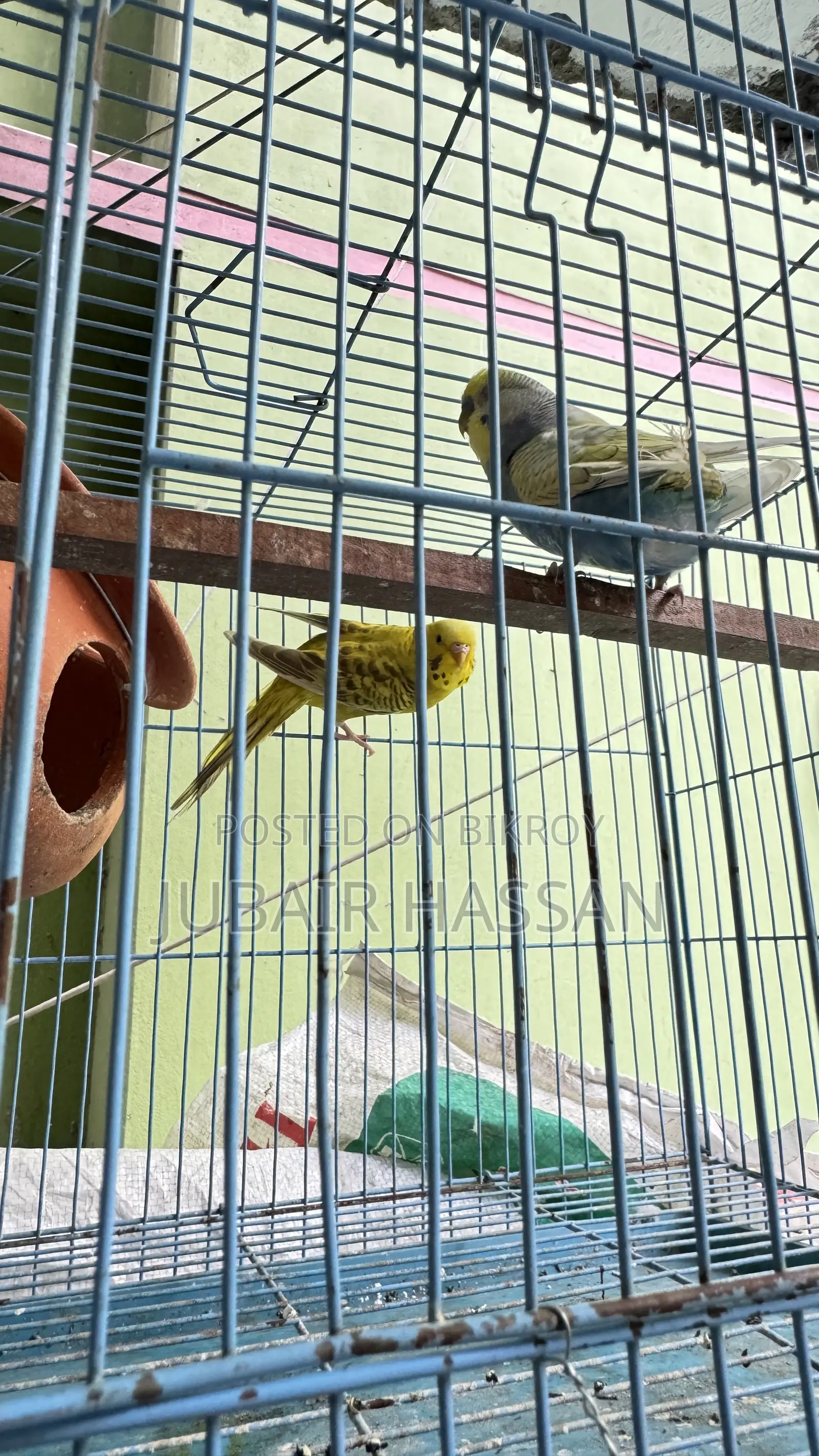 Budgerigar Bird