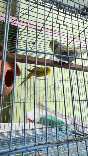 Budgerigar Bird