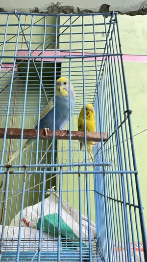 Budgerigar Bird