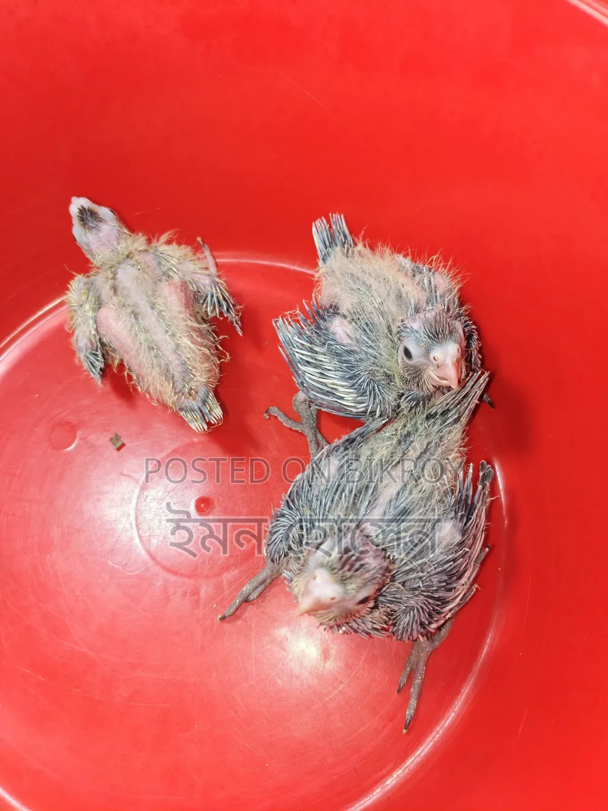 Cockatiel Baby