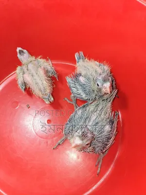 Cockatiel Baby
