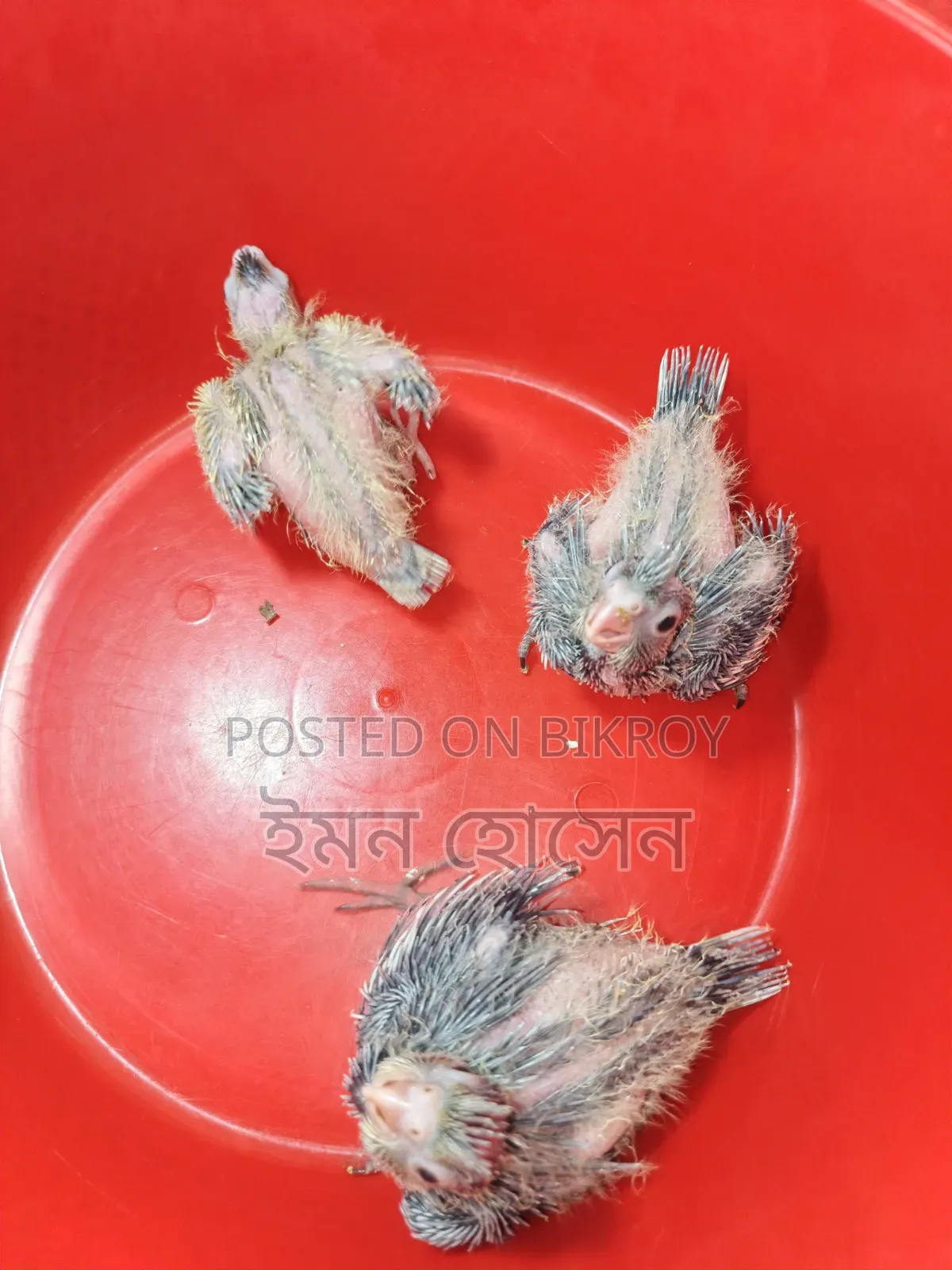 Cockatiel Baby