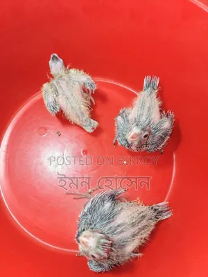 Cockatiel Baby