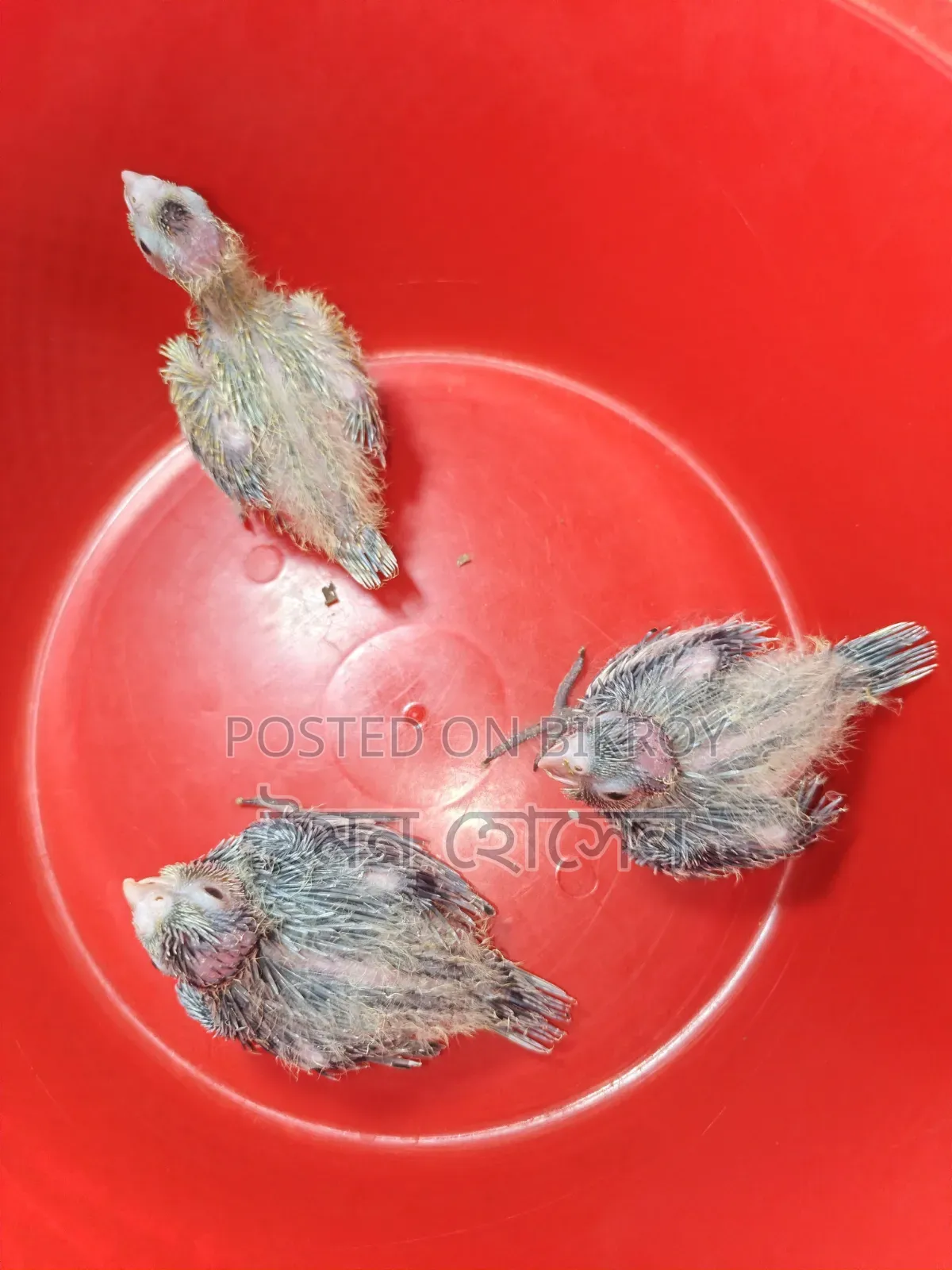 Cockatiel Baby