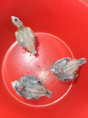 Cockatiel Baby