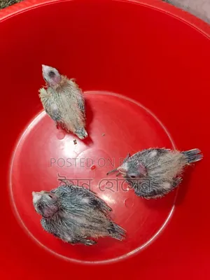 Cockatiel Baby