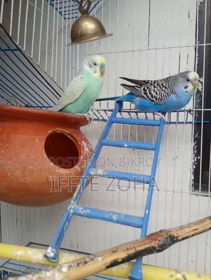 A pair of healthy, breeding Budgerigar birds for sale