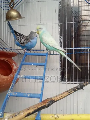 A pair of healthy, breeding Budgerigar birds for sale