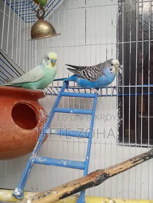 A pair of healthy, breeding Budgerigar birds for sale