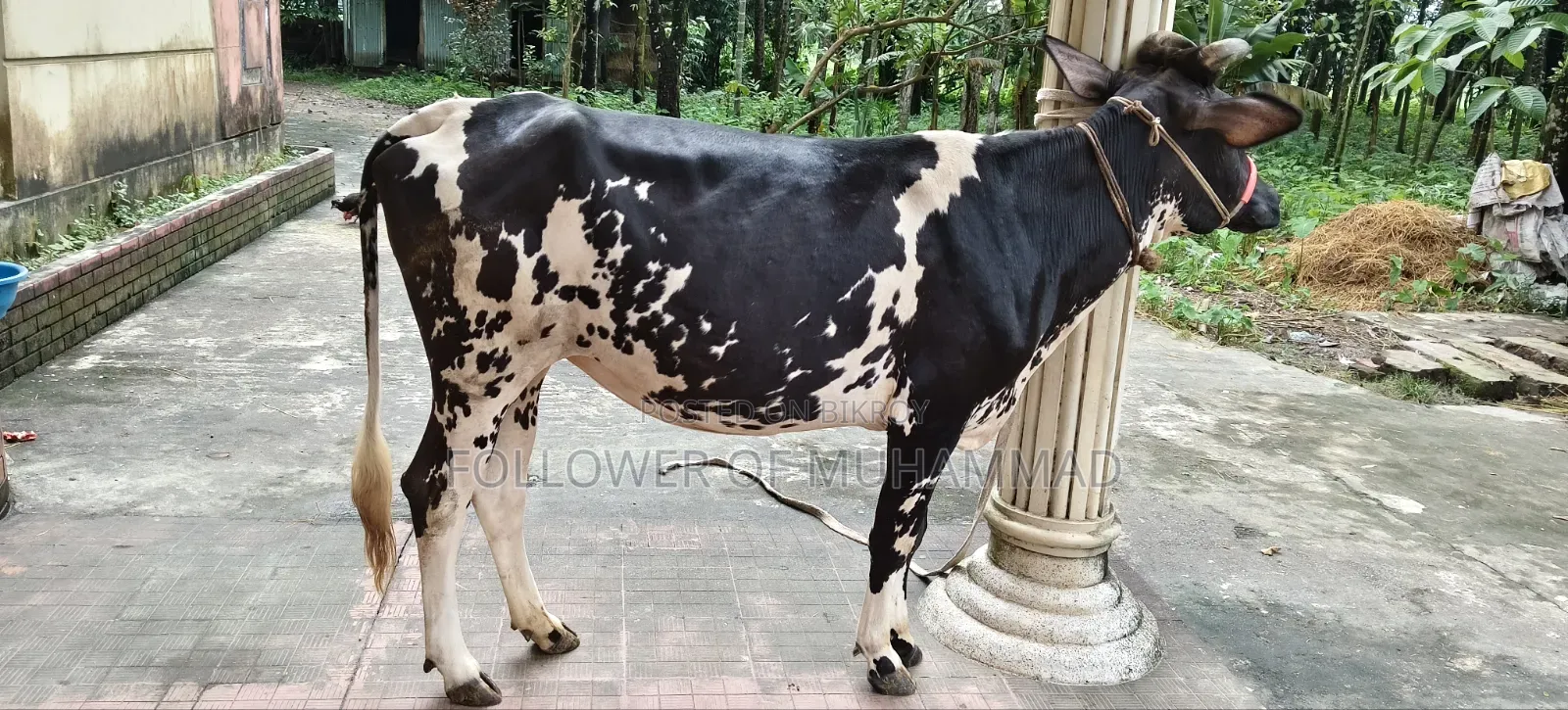 ফ্রিজিয়ান গাভী বিক্রি হবে