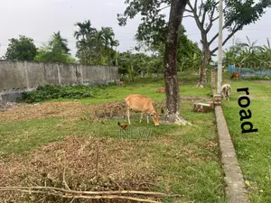 4 Katha land adjacent to Khulna Bishwa Road directly from the owner!