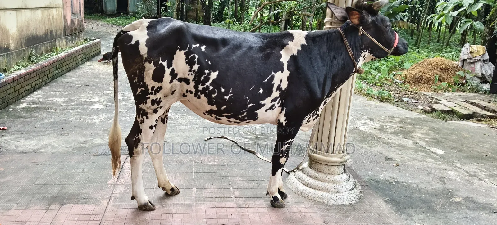 ফ্রিজিয়ান গাভী বিক্রি হবে