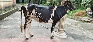 ফ্রিজিয়ান গাভী বিক্রি হবে