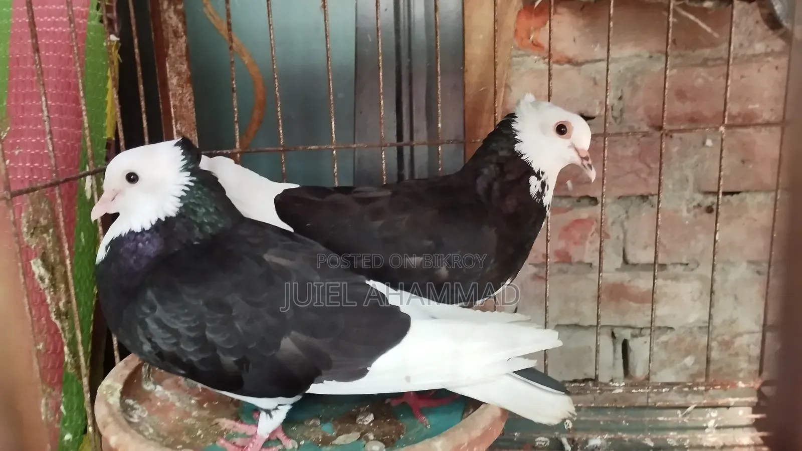 রাজগোল্লা রানিং পেয়ার