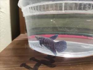 Halfmoon Betta/ Fighter Fish Pair