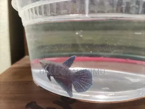 Halfmoon Betta/ Fighter Fish Pair
