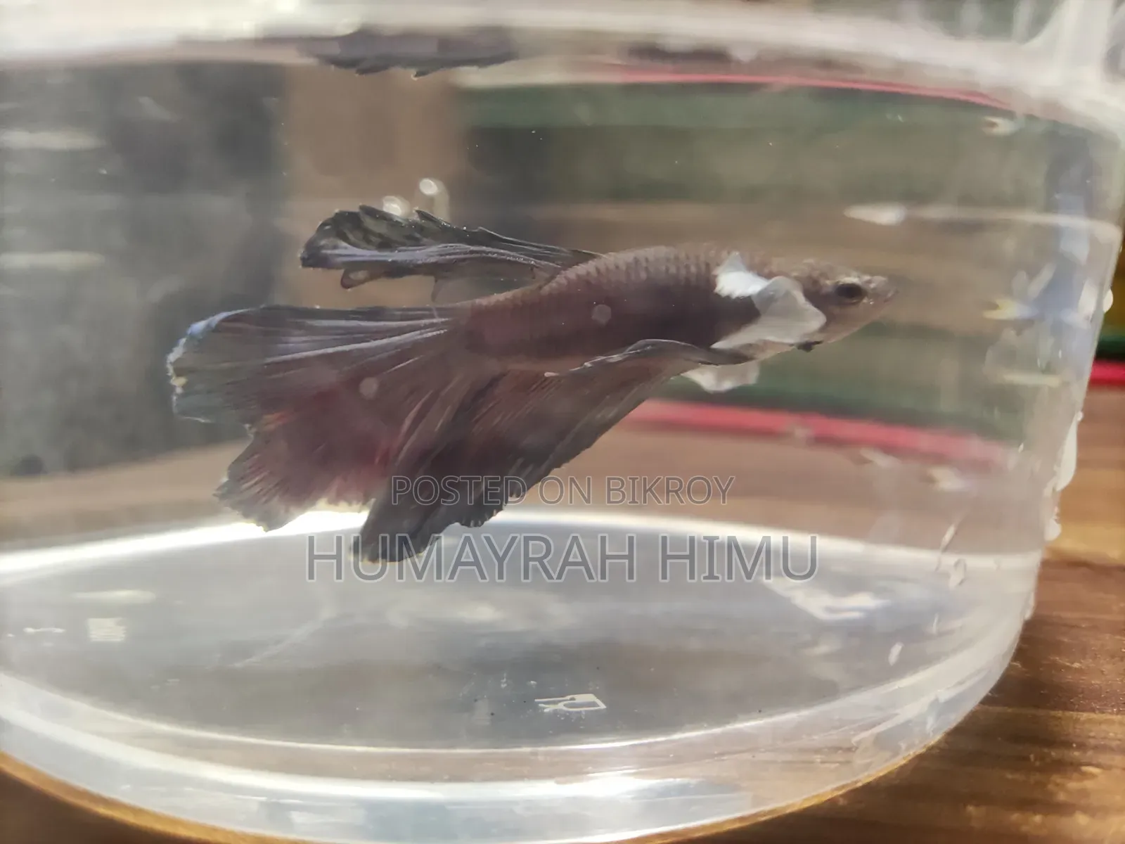 Halfmoon Betta/ Fighter Fish Pair