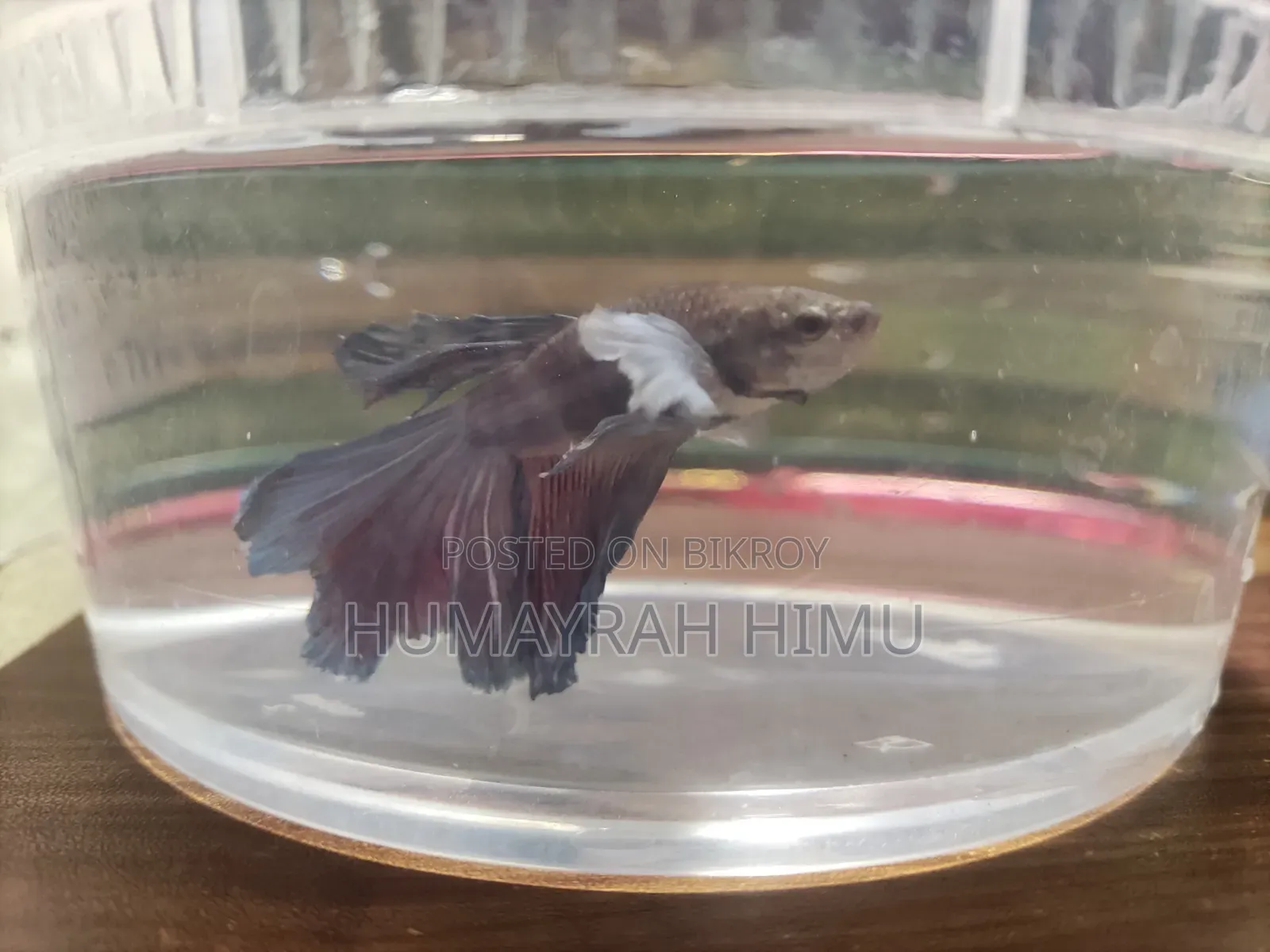 Halfmoon Betta/ Fighter Fish Pair