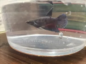 Halfmoon Betta/ Fighter Fish Pair
