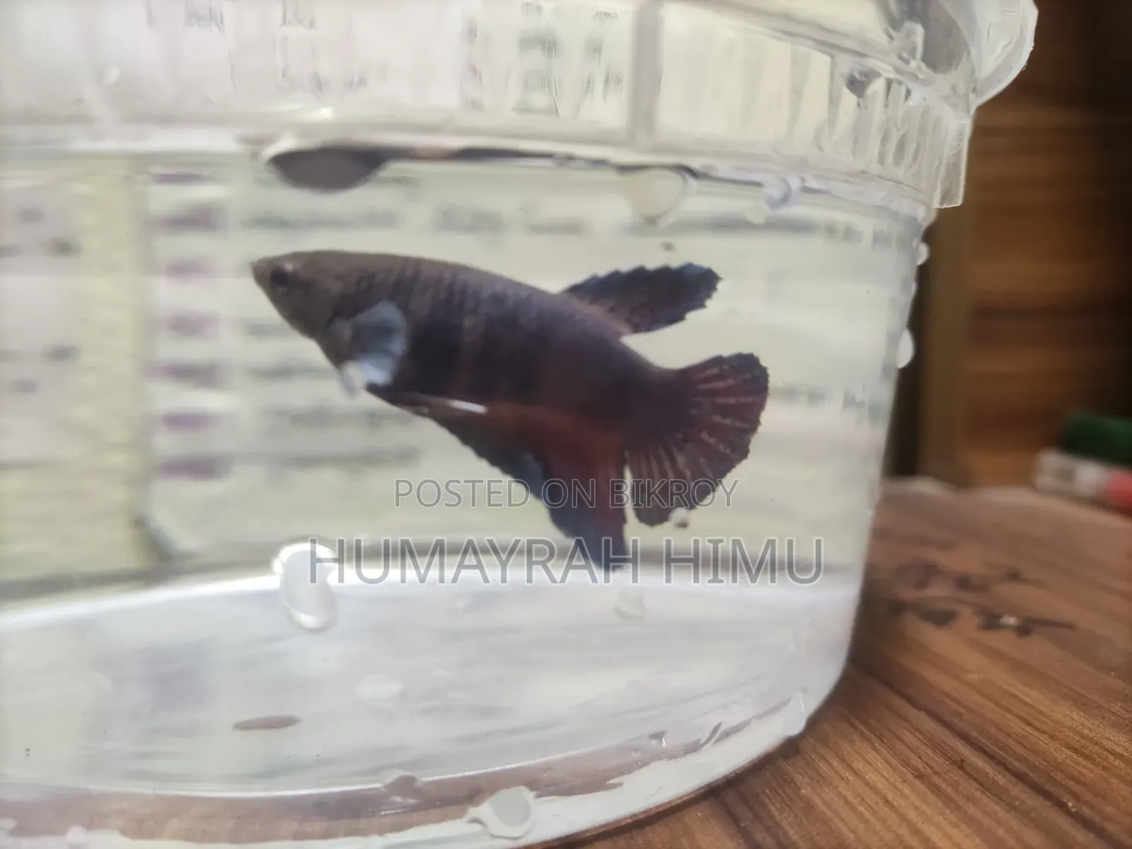 Halfmoon Betta/ Fighter Fish Pair