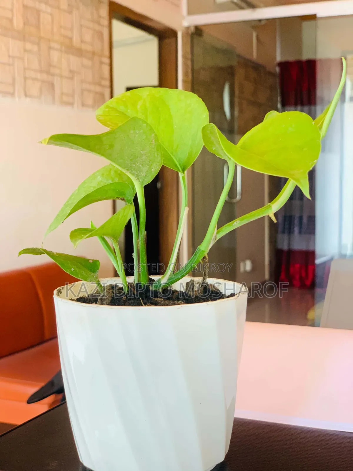 Money Plant Tree Small Size