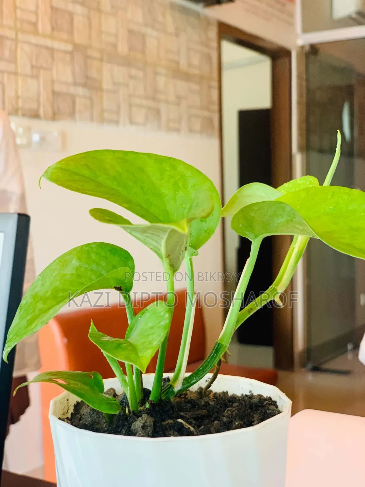 Money Plant Tree Small Size