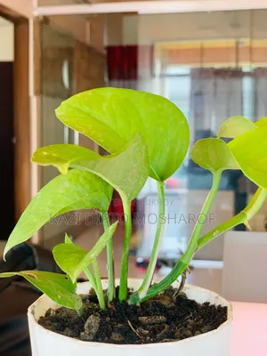 Money Plant Tree Small Size