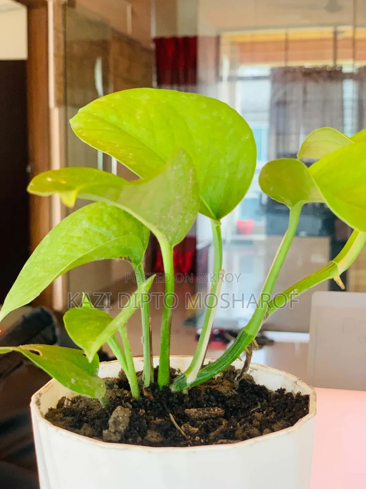 Money Plant Tree Small Size
