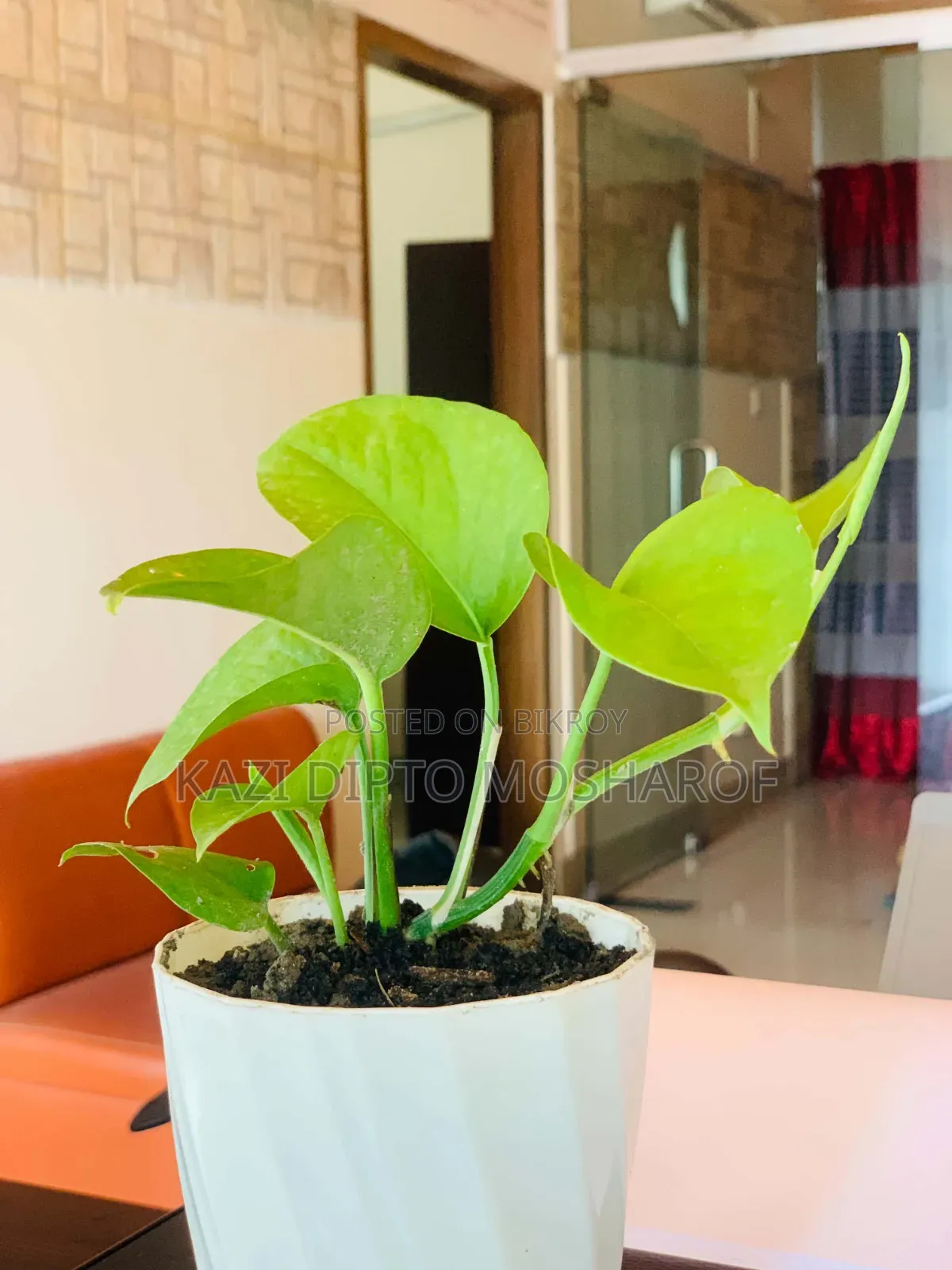 Money Plant Tree Small Size