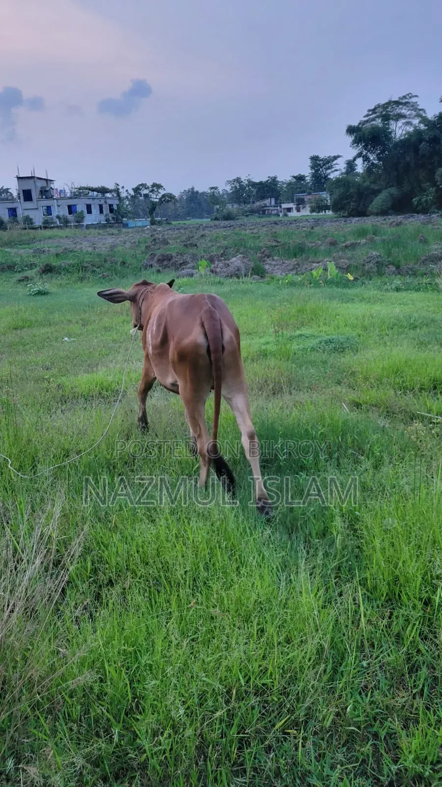 নেপালী ও দেশি মিক্স জাতের গাই বাচ্চা