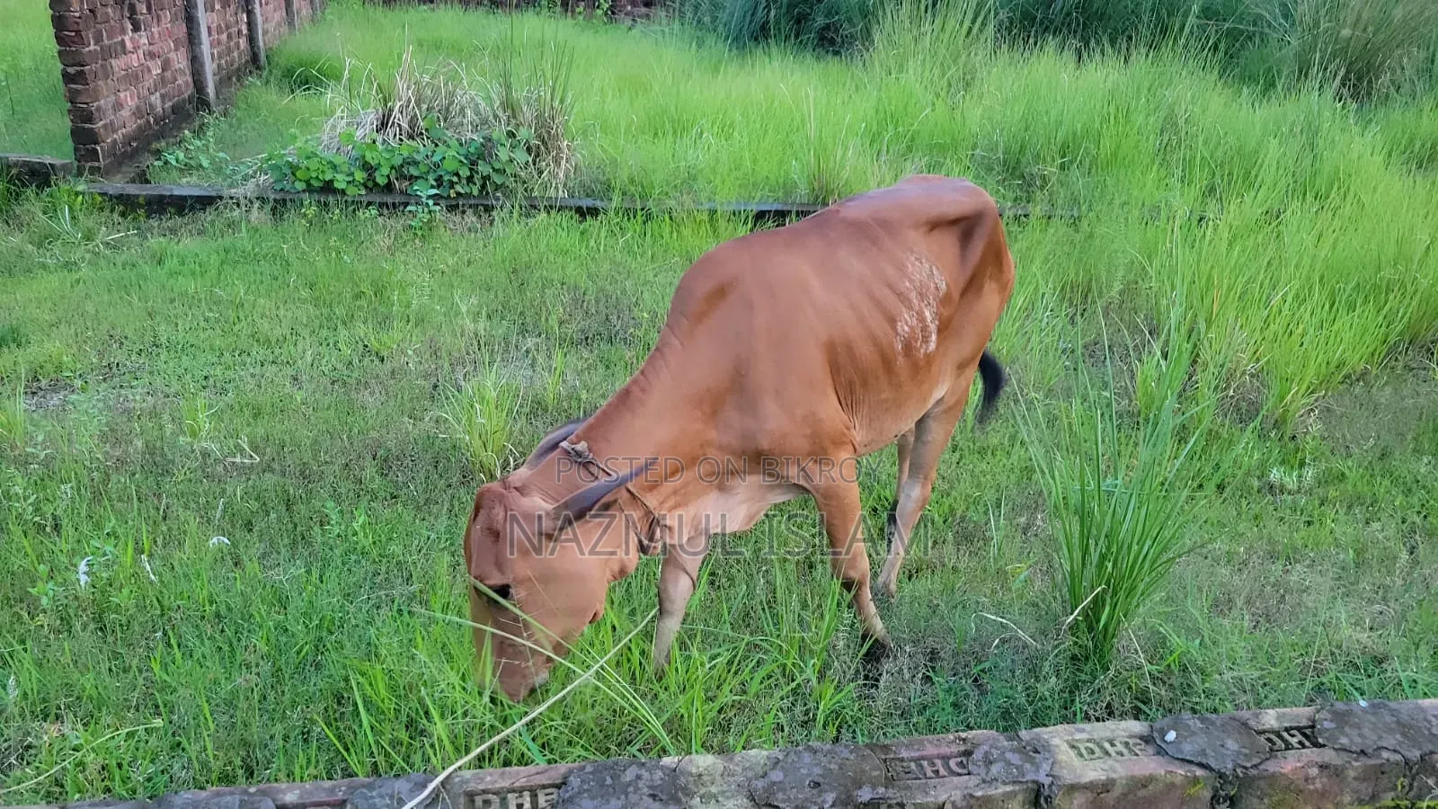 নেপালী ও দেশি মিক্স জাতের গাই বাচ্চা