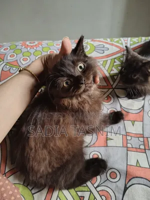 1-3 Months Male Purebred Persian