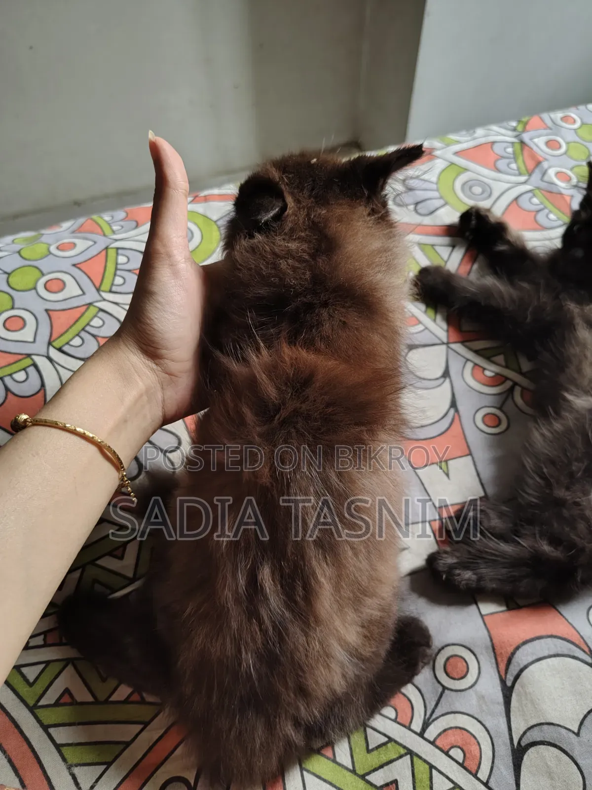 1-3 Months Male Purebred Persian