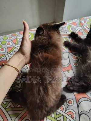 1-3 Months Male Purebred Persian