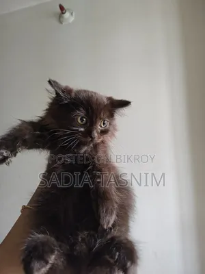 1-3 Months Male Purebred Persian