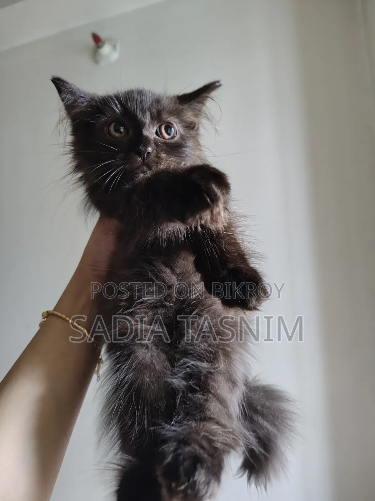 1-3 Months Male Purebred Persian