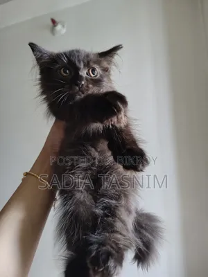1-3 Months Male Purebred Persian