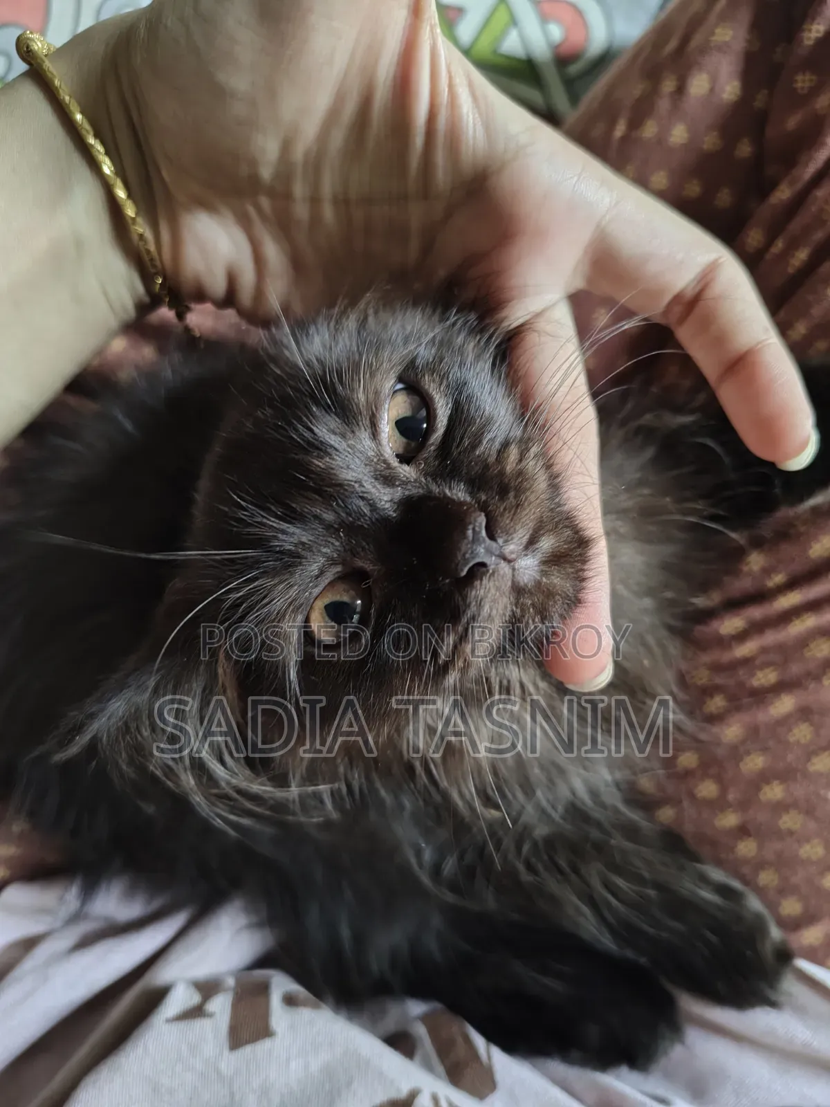 1-3 Months Male Purebred Persian
