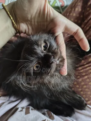1-3 Months Male Purebred Persian