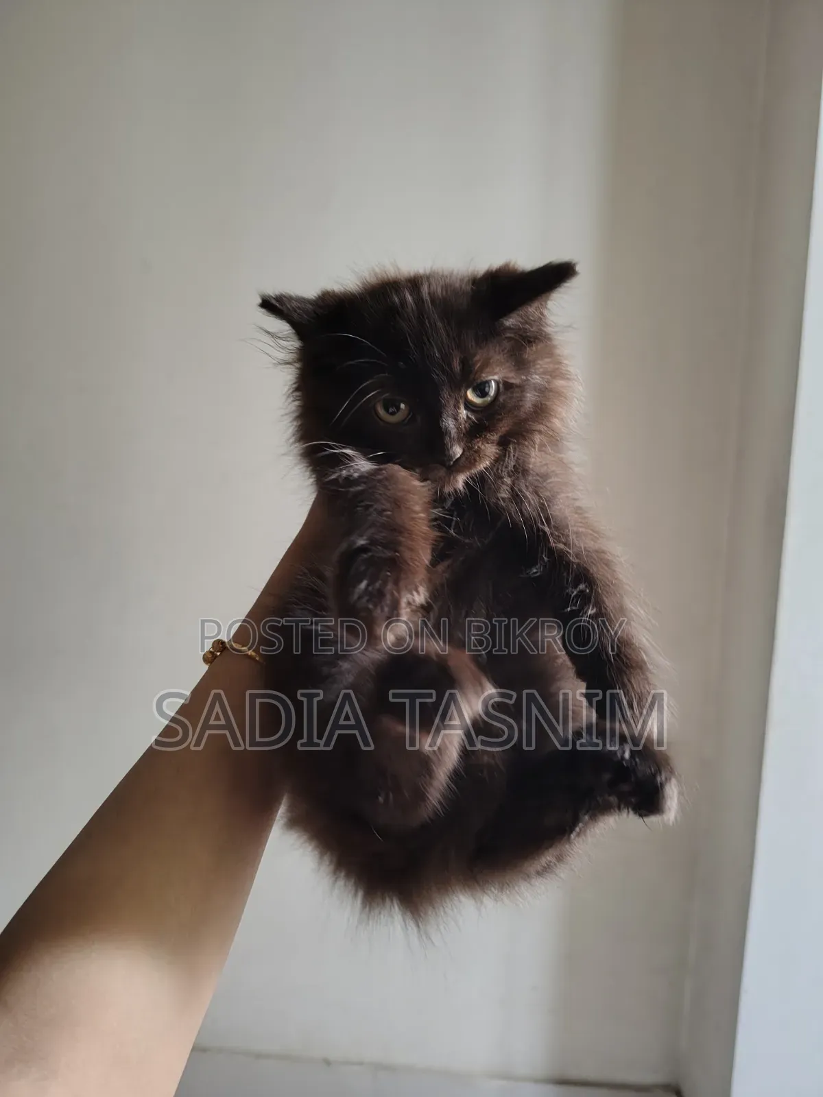 1-3 Months Male Purebred Persian
