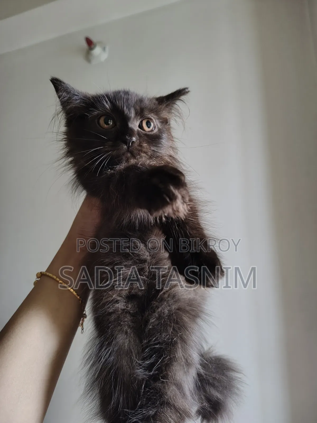 1-3 Months Male Purebred Persian