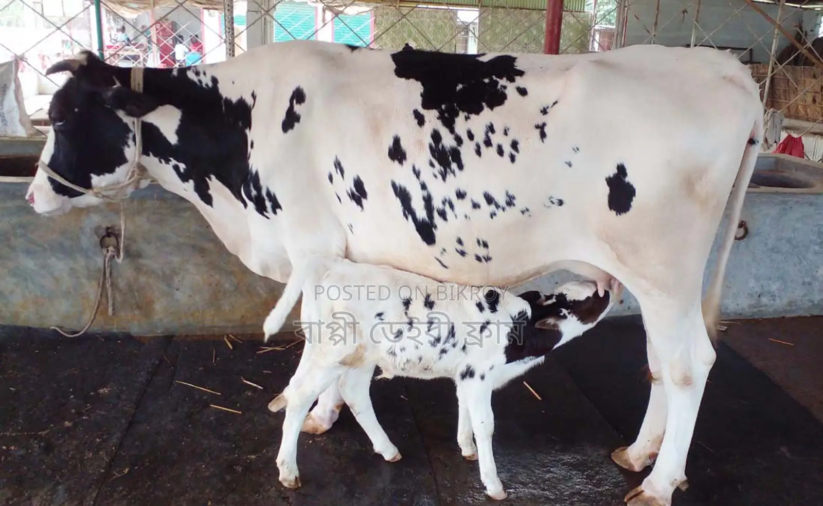 No. 1322 High-yield breed cow.