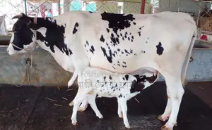 No. 1322 High-yield breed cow.